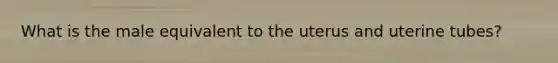 What is the male equivalent to the uterus and uterine tubes?