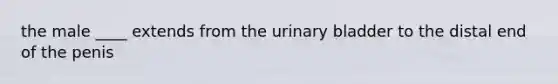 the male ____ extends from the urinary bladder to the distal end of the penis