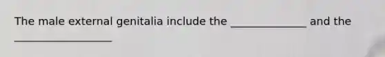 The male external genitalia include the ______________ and the __________________