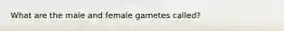 What are the male and female gametes called?