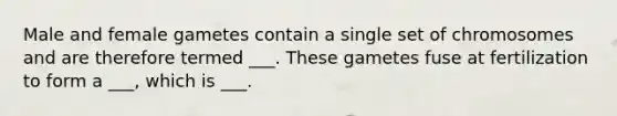 Male and female gametes contain a single set of chromosomes and are therefore termed ___. These gametes fuse at fertilization to form a ___, which is ___.