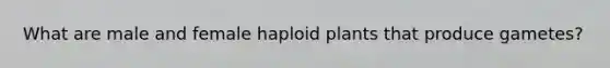 What are male and female haploid plants that produce gametes?