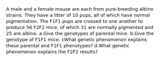 A male and a female mouse are each from pure-breeding albino strains. They have a litter of 10 pups, all of which have normal pigmentation. The F1F1 pups are crossed to one another to produce 56 F2F2 mice, of which 31 are normally pigmented and 25 are albino. a.Give the genotypes of parental mice. b.Give the genotype of F1F1 mice. cWhat genetic phenomenon explains these parental and F1F1 phenotypes? d.What genetic phenomenon explains the F2F2 results?