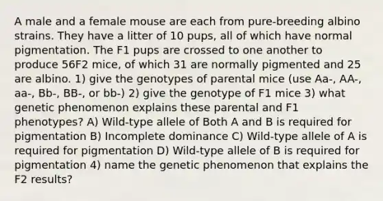 A male and a female mouse are each from pure-breeding albino strains. They have a litter of 10 pups, all of which have normal pigmentation. The F1 pups are crossed to one another to produce 56F2 mice, of which 31 are normally pigmented and 25 are albino. 1) give the genotypes of parental mice (use Aa-, AA-, aa-, Bb-, BB-, or bb-) 2) give the genotype of F1 mice 3) what genetic phenomenon explains these parental and F1 phenotypes? A) Wild-type allele of Both A and B is required for pigmentation B) Incomplete dominance C) Wild-type allele of A is required for pigmentation D) Wild-type allele of B is required for pigmentation 4) name the genetic phenomenon that explains the F2 results?