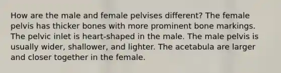 How are the male and female pelvises different? The female pelvis has thicker bones with more prominent bone markings. The pelvic inlet is heart-shaped in the male. The male pelvis is usually wider, shallower, and lighter. The acetabula are larger and closer together in the female.