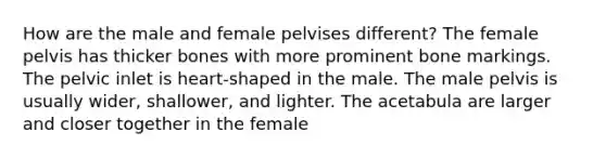 How are the male and female pelvises different? The female pelvis has thicker bones with more prominent bone markings. The pelvic inlet is heart-shaped in the male. The male pelvis is usually wider, shallower, and lighter. The acetabula are larger and closer together in the female