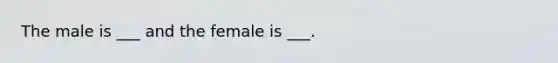 The male is ___ and the female is ___.