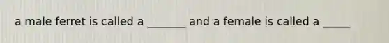 a male ferret is called a _______ and a female is called a _____