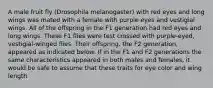 A male fruit fly (Drosophila melanogaster) with red eyes and long wings was mated with a female with purple eyes and vestigial wings. All of the offspring in the F1 generation had red eyes and long wings. These F1 flies were test crossed with purple-eyed, vestigial-winged flies. Their offspring, the F2 generation, appeared as indicated below. If in the F1 and F2 generations the same characteristics appeared in both males and females, it would be safe to assume that these traits for eye color and wing length