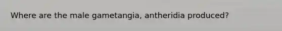 Where are the male gametangia, antheridia produced?