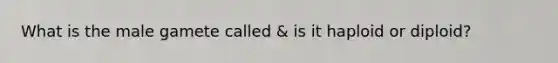 What is the male gamete called & is it haploid or diploid?