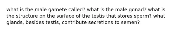 what is the male gamete called? what is the male gonad? what is the structure on the surface of the testis that stores sperm? what glands, besides testis, contribute secretions to semen?