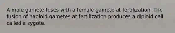 A male gamete fuses with a female gamete at fertilization. The fusion of haploid gametes at fertilization produces a diploid cell called a zygote.