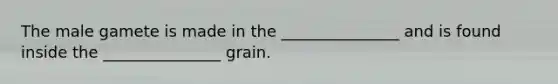 The male gamete is made in the _______________ and is found inside the _______________ grain.