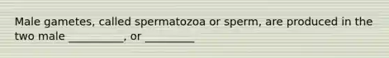 Male gametes, called spermatozoa or sperm, are produced in the two male __________, or _________