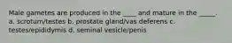 Male gametes are produced in the ____ and mature in the _____. a. scrotum/testes b. prostate gland/vas deferens c. testes/epididymis d. seminal vesicle/penis