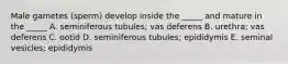 Male gametes (sperm) develop inside the _____ and mature in the _____ A. seminiferous tubules; vas deferens B. urethra; vas deferens C. ootid D. seminiferous tubules; epididymis E. seminal vesicles; epididymis