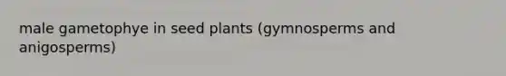 male gametophye in seed plants (gymnosperms and anigosperms)