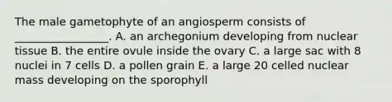 The male gametophyte of an angiosperm consists of _________________. A. an archegonium developing from nuclear tissue B. the entire ovule inside the ovary C. a large sac with 8 nuclei in 7 cells D. a pollen grain E. a large 20 celled nuclear mass developing on the sporophyll