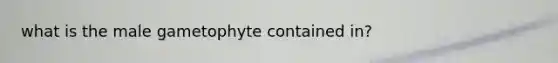 what is the male gametophyte contained in?
