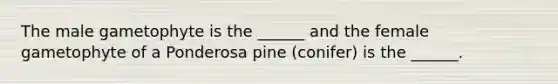 The male gametophyte is the ______ and the female gametophyte of a Ponderosa pine (conifer) is the ______.