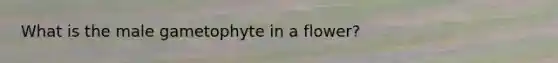 What is the male gametophyte in a flower?