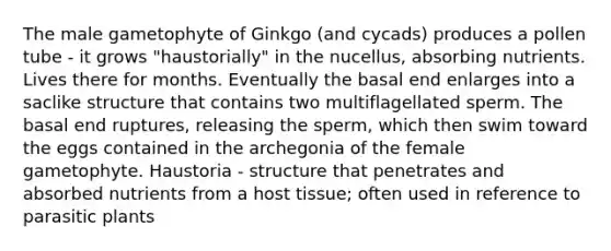 The male gametophyte of Ginkgo (and cycads) produces a pollen tube - it grows "haustorially" in the nucellus, absorbing nutrients. Lives there for months. Eventually the basal end enlarges into a saclike structure that contains two multiflagellated sperm. The basal end ruptures, releasing the sperm, which then swim toward the eggs contained in the archegonia of the female gametophyte. Haustoria - structure that penetrates and absorbed nutrients from a host tissue; often used in reference to parasitic plants