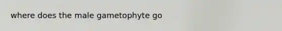 where does the male gametophyte go