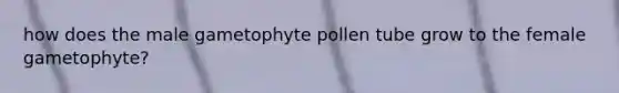 how does the male gametophyte pollen tube grow to the female gametophyte?