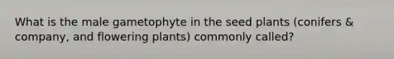 What is the male gametophyte in the seed plants (conifers & company, and flowering plants) commonly called?