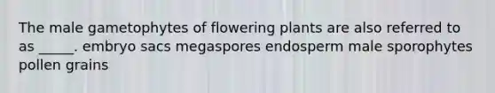 The male gametophytes of flowering plants are also referred to as _____. embryo sacs megaspores endosperm male sporophytes pollen grains