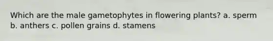 Which are the male gametophytes in flowering plants? a. sperm b. anthers c. pollen grains d. stamens