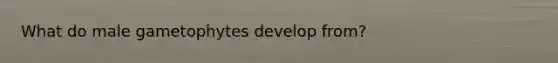 What do male gametophytes develop from?