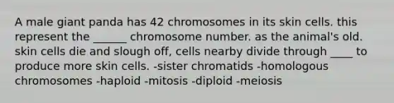 A male giant panda has 42 chromosomes in its skin cells. this represent the ______ chromosome number. as the animal's old. skin cells die and slough off, cells nearby divide through ____ to produce more skin cells. -sister chromatids -homologous chromosomes -haploid -mitosis -diploid -meiosis