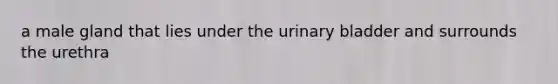 a male gland that lies under the urinary bladder and surrounds the urethra