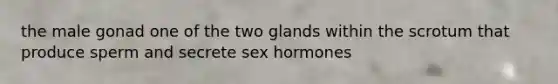 the male gonad one of the two glands within the scrotum that produce sperm and secrete sex hormones