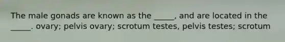 The male gonads are known as the _____, and are located in the _____. ovary; pelvis ovary; scrotum testes, pelvis testes; scrotum