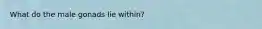 What do the male gonads lie within?