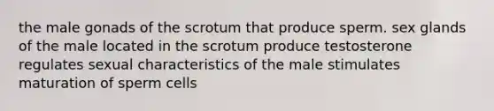 the male gonads of the scrotum that produce sperm. sex glands of the male located in the scrotum produce testosterone regulates sexual characteristics of the male stimulates maturation of sperm cells