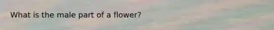 What is the male part of a flower?