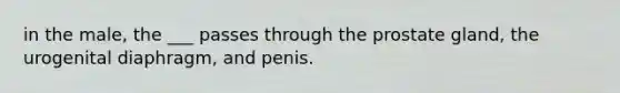 in the male, the ___ passes through the prostate gland, the urogenital diaphragm, and penis.