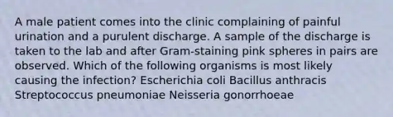 A male patient comes into the clinic complaining of painful urination and a purulent discharge. A sample of the discharge is taken to the lab and after Gram-staining pink spheres in pairs are observed. Which of the following organisms is most likely causing the infection? Escherichia coli Bacillus anthracis Streptococcus pneumoniae Neisseria gonorrhoeae