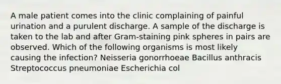 A male patient comes into the clinic complaining of painful urination and a purulent discharge. A sample of the discharge is taken to the lab and after Gram-staining pink spheres in pairs are observed. Which of the following organisms is most likely causing the infection? Neisseria gonorrhoeae Bacillus anthracis Streptococcus pneumoniae Escherichia col