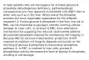 In male patients who are hemizygous for X-linked glucose 6-phosphate dehydrogenase deficiency, pathophysiologic consequences are more apparent in red blood cells (RBC) than in other cells such as in the liver. Which one of the following provides the most reasonable explanation for this different response? A. Excess glucose 6-phosphate in the liver, but not in RBC, can be channeled to glycogen, thereby averting cellular damage. B. Liver cells, in contrast to RBC, have alternative mechanisms for supplying the reduced nicotinamide adenine dinucleotide phosphate required for maintaining cell integrity. C. Because RBC do not have mitochondria, production of ATP required to maintain cell integrity depends exclusively on the shunting of glucose 6-phosphate to the pentose phosphate pathway. D. In RBC, in contrast to liver cells, glucose 6-phosphatase activity decreases the level of glucose 6-phosphate, resulting in cell damage.