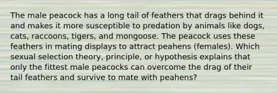 The male peacock has a long tail of feathers that drags behind it and makes it more susceptible to predation by animals like dogs, cats, raccoons, tigers, and mongoose. The peacock uses these feathers in mating displays to attract peahens (females). Which sexual selection theory, principle, or hypothesis explains that only the fittest male peacocks can overcome the drag of their tail feathers and survive to mate with peahens?