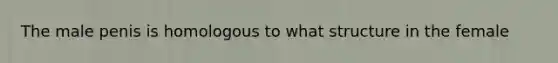 The male penis is homologous to what structure in the female