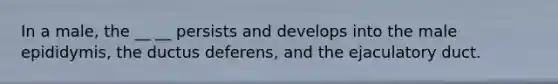 In a male, the __ __ persists and develops into the male epididymis, the ductus deferens, and the ejaculatory duct.