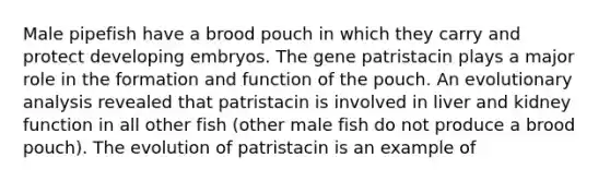 Male pipefish have a brood pouch in which they carry and protect developing embryos. The gene patristacin plays a major role in the formation and function of the pouch. An evolutionary analysis revealed that patristacin is involved in liver and kidney function in all other fish (other male fish do not produce a brood pouch). The evolution of patristacin is an example of