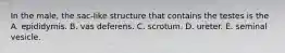 In the male, the sac-like structure that contains the testes is the A. epididymis. B. vas deferens. C. scrotum. D. ureter. E. seminal vesicle.