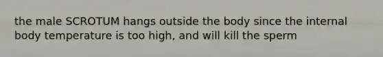 the male SCROTUM hangs outside the body since the internal body temperature is too high, and will kill the sperm